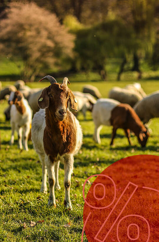 motiv ziegen auf wiese